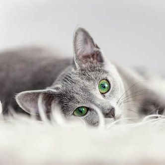 Pet Friendly Apartments cat_gray