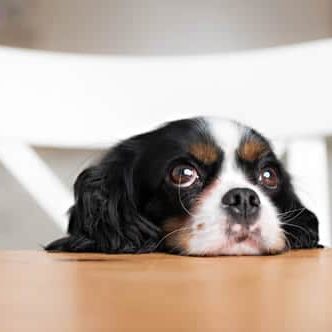 Pet Friendly Apartments dog_table