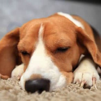 Apartments in Spring A beagle peacefully sleeping on a comfortable carpet in an apartment in Spring, TX. Savannah Oaks Apartments in Spring 21000 Gosling Road Spring, TX 77388  1-833-883-3616
