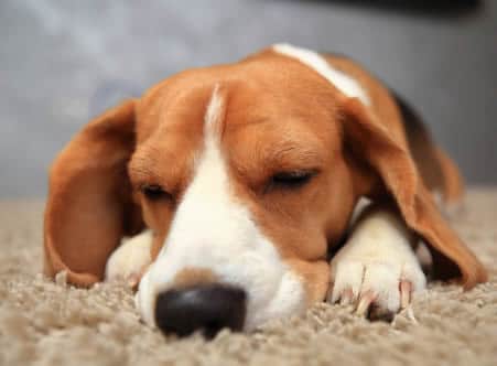 Apartments in Spring A beagle peacefully sleeping on a comfortable carpet in an apartment in Spring, TX. Savannah Oaks Apartments in Spring 21000 Gosling Road Spring, TX 77388  1-833-883-3616